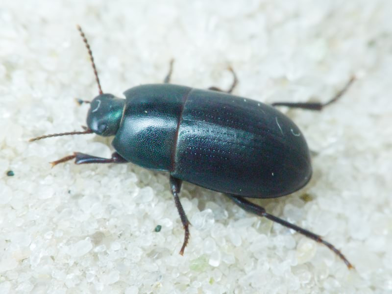 Tenebrionidae Latreille, 1802